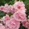 Rose Bonica® 2 Rose Bonica® -Garden Bloomy Shop x600 21447
