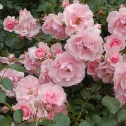 Rose Bonica® -Garden Bloomy Shop x600 21448