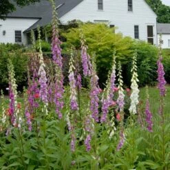 Digitalis Purpurea Excelsior Hybrids 11 Digitalis Purpurea Excelsior Hybrids -Garden Bloomy Shop x600 21466