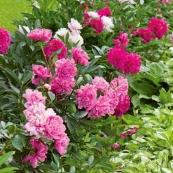 Old-Time Peony Collection 10 Old-Time Peony Collection -Garden Bloomy Shop x600 21470