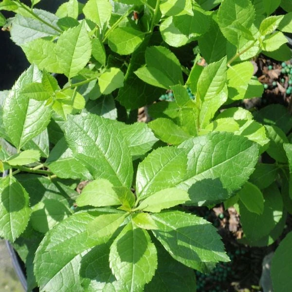 Winterberry Trio 4 Winterberry Trio - Image 2