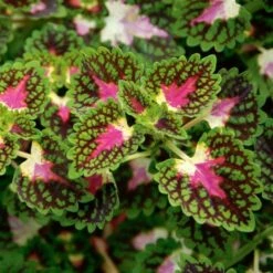 Hummingbird Annual Collection -Garden Bloomy Shop x600 21473