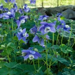 Aquilegia 'Blue Butterflies' -Garden Bloomy Shop x600 21478