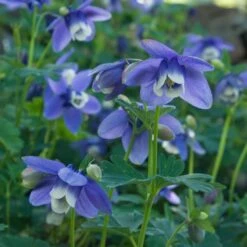 Aquilegia 'Blue Butterflies' -Garden Bloomy Shop x600 21479
