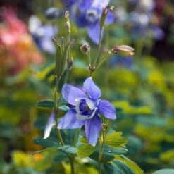 Aquilegia 'Blue Butterflies' -Garden Bloomy Shop x600 21480