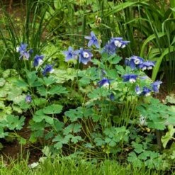 Aquilegia 'Blue Butterflies' -Garden Bloomy Shop x600 21481
