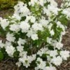 Philadelphus Snow White Sensation® -Garden Bloomy Shop x600 21483