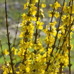 Forsythia X Intermedia Show Off® 9 Forsythia X Intermedia Show Off® -Garden Bloomy Shop x600 21489