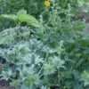 Eryngium Giganteum Miss Willmott's Ghost -Garden Bloomy Shop x600 21506