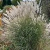 Ornamental Grass: Miscanthus Sinensis 'Silver Feather' 2 Ornamental Grass: Miscanthus Sinensis 'Silver Feather' -Garden Bloomy Shop x600 21510
