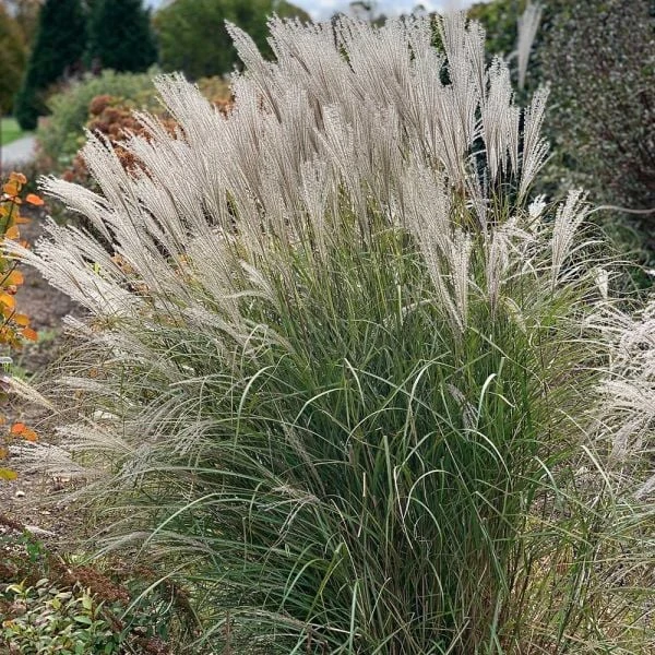 Ornamental Grass: Miscanthus Sinensis 'Silver Feather' 3 Ornamental Grass: Miscanthus Sinensis 'Silver Feather'