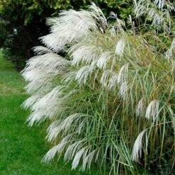 Ornamental Grass: Miscanthus Sinensis 'Silver Feather' 8 Ornamental Grass: Miscanthus Sinensis 'Silver Feather' -Garden Bloomy Shop x600 21511