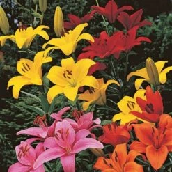 Lilium True Colors Mix For Naturalizing -Garden Bloomy Shop x600 21523