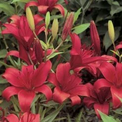 Lilium True Colors Mix For Naturalizing -Garden Bloomy Shop x600 21524