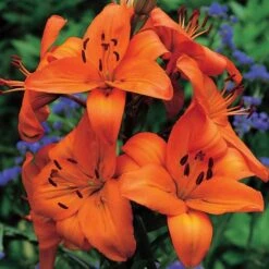Lilium True Colors Mix For Naturalizing -Garden Bloomy Shop x600 21525