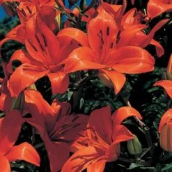 Lilium True Colors Mix For Naturalizing -Garden Bloomy Shop x600 21526