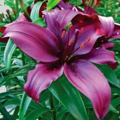 Lilium True Colors Mix For Naturalizing -Garden Bloomy Shop x600 21527
