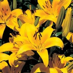 Lilium True Colors Mix For Naturalizing -Garden Bloomy Shop x600 21528