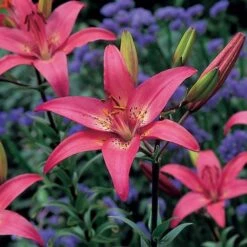 Lilium True Colors Mix For Naturalizing -Garden Bloomy Shop x600 21529