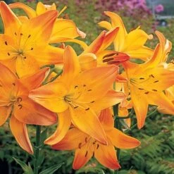 Lilium True Colors Mix For Naturalizing -Garden Bloomy Shop x600 21530
