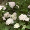 Hydrangea Macrophylla Endless Summer® Blushing Bride®