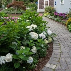 Hydrangea Macrophylla Endless Summer® Blushing Bride® -Garden Bloomy Shop x600 21533