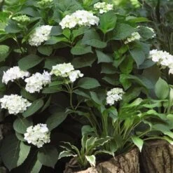 Hydrangea Macrophylla Endless Summer® Blushing Bride® -Garden Bloomy Shop x600 21534