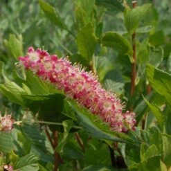 Clethra Alnifolia 'Ruby Spice' -Garden Bloomy Shop x600 21535