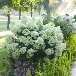 Hydrangea Paniculata Bobo® -Garden Bloomy Shop x600 21546