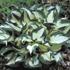Hosta 'Fire And Ice' -Garden Bloomy Shop x600 21547