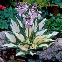 Hosta 'Fire And Ice' -Garden Bloomy Shop x600 21548