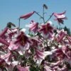 Lilium 'Silk Road' 2 Lilium 'Silk Road' -Garden Bloomy Shop x600 21560