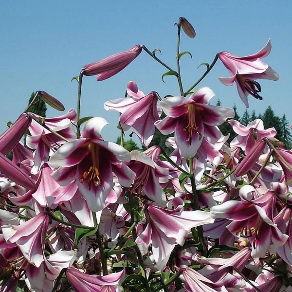 Lilium 'Silk Road' 3 Lilium 'Silk Road'