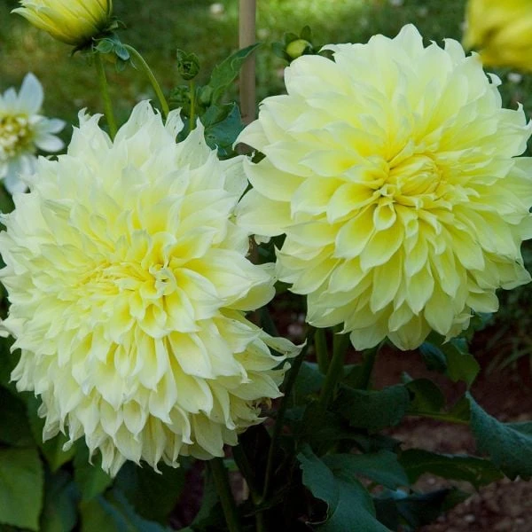 Dahlia 'Kelvin Floodlight' 8 Dahlia 'Kelvin Floodlight' - Image 6