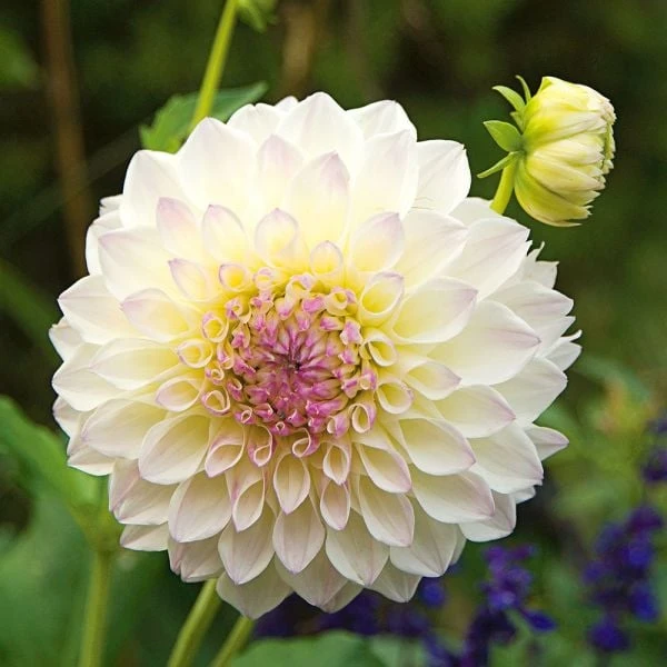 Dahlia 'Eveline' 4 Dahlia 'Eveline' - Image 2