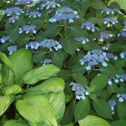 Hydrangea Serrata 'Blue Billow' -Garden Bloomy Shop x600 21608