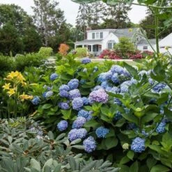 Hydrangea Macrophylla Endless Summer® -Garden Bloomy Shop x600 21611
