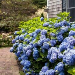 Hydrangea Macrophylla Endless Summer® -Garden Bloomy Shop x600 21614