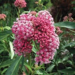 Monarch Butterfly Perennial Garden -Garden Bloomy Shop x600 21615 1
