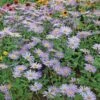 Aster X Frikartii 'Mönch' 1 Aster X Frikartii 'Mönch' -Garden Bloomy Shop x600 21621