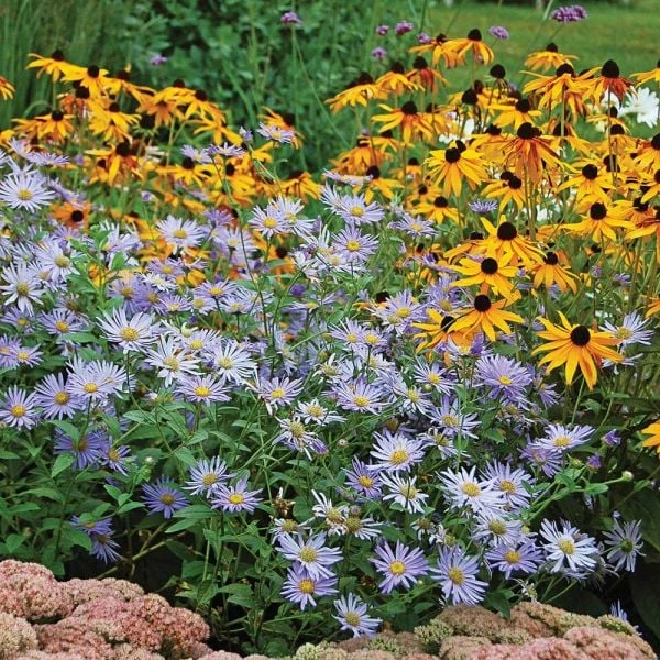 Aster X Frikartii 'Mönch' 6 Aster X Frikartii 'Mönch' - Image 4