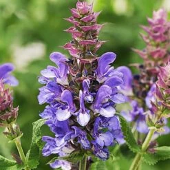 Long-Season Hummingbird Garden -Garden Bloomy Shop x600 21627