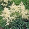 Astilbe X Arendsii 'Bridal Veil'