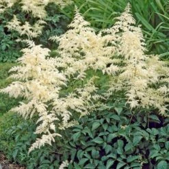 Astilbe X Arendsii 'Bridal Veil'