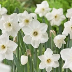 Narcissus 'Stainless' 7 Narcissus 'Stainless' -Garden Bloomy Shop x600 21646