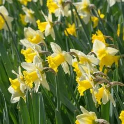 Narcissus 'Cornish King' -Garden Bloomy Shop x600 21764