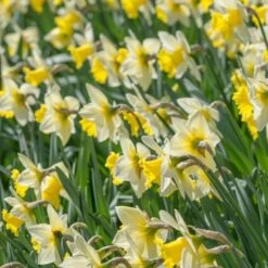 Narcissus 'Cornish King' -Garden Bloomy Shop x600 21765