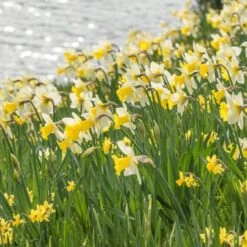 Narcissus 'Cornish King' -Garden Bloomy Shop x600 21766
