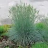 Ornamental Grass: Festuca Glauca Beyond Blue™ 1 Ornamental Grass: Festuca Glauca Beyond Blue™ -Garden Bloomy Shop x600 21903