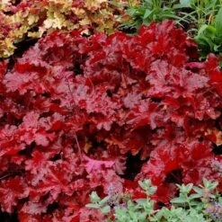 Heuchera Forever® Red -Garden Bloomy Shop x600 21913